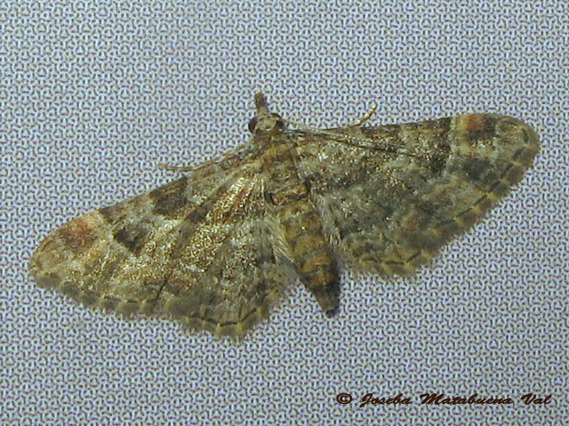 Eupithecia sp. (Geometridae) 2 - Gymnoscelis rufifasciata